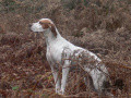 Pedigree SEASON DE LA LANDE DES DUNES DU SUD